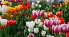Wochenende segeln zu den Tulpenfeldern an Bord De Verwondering